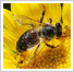 Waggledancers